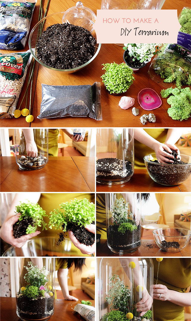 Diy Terrarium
 How to Make a DIY Terrarium Making it Lovely