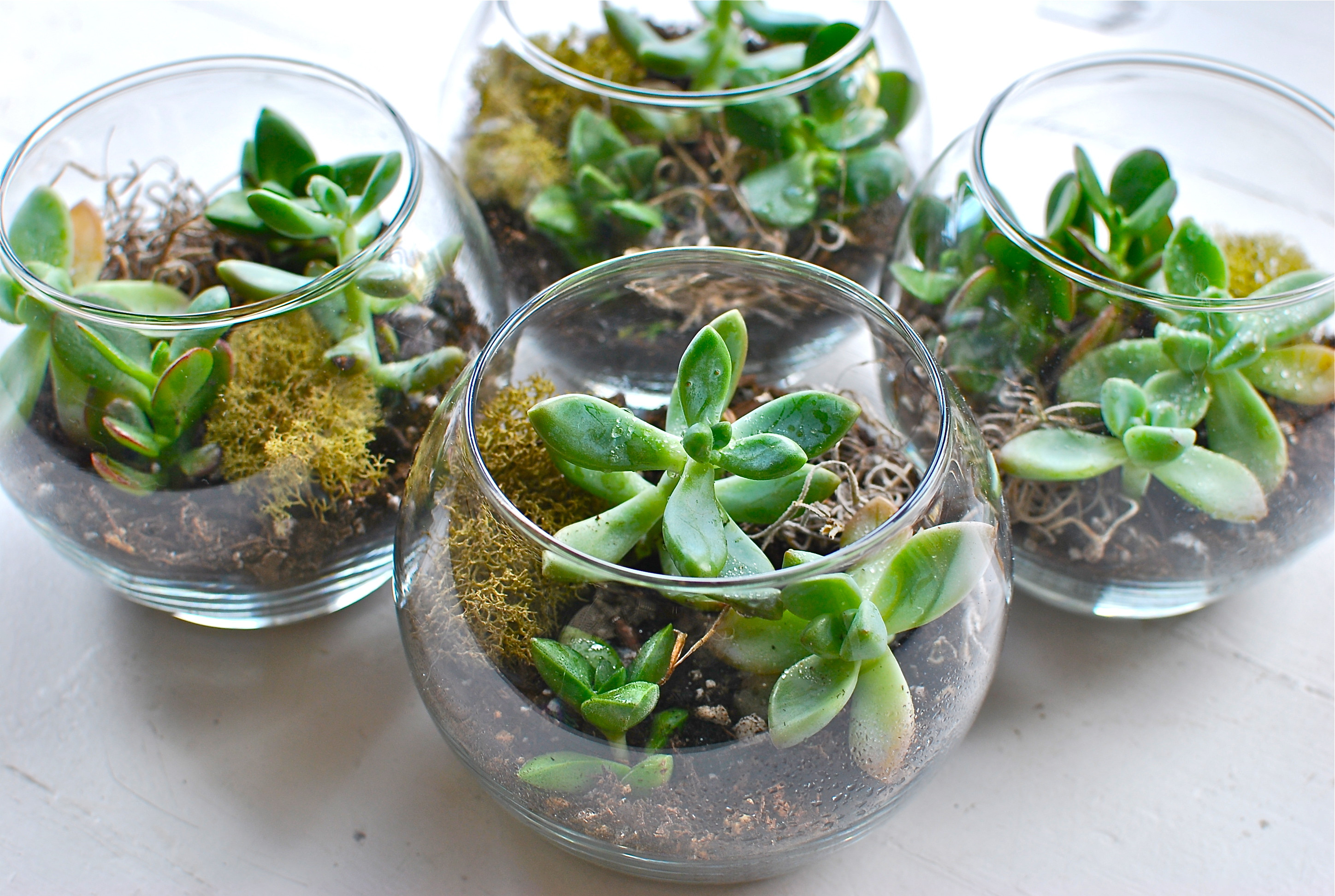 Diy Terrarium
 Simple Terrariums DIY