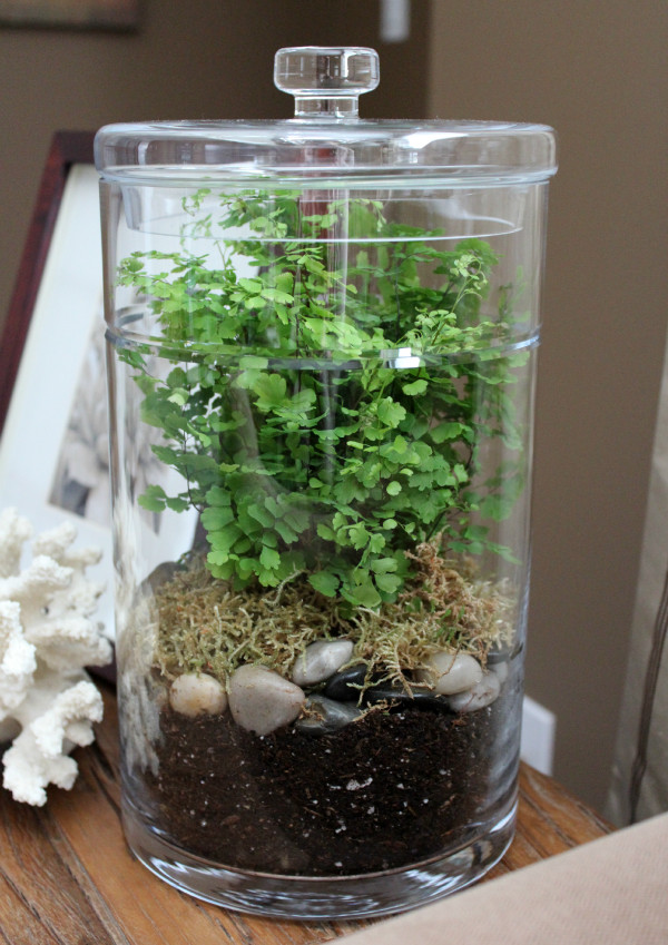 Diy Terrarium
 DIY Terrarium Satori Design for Living