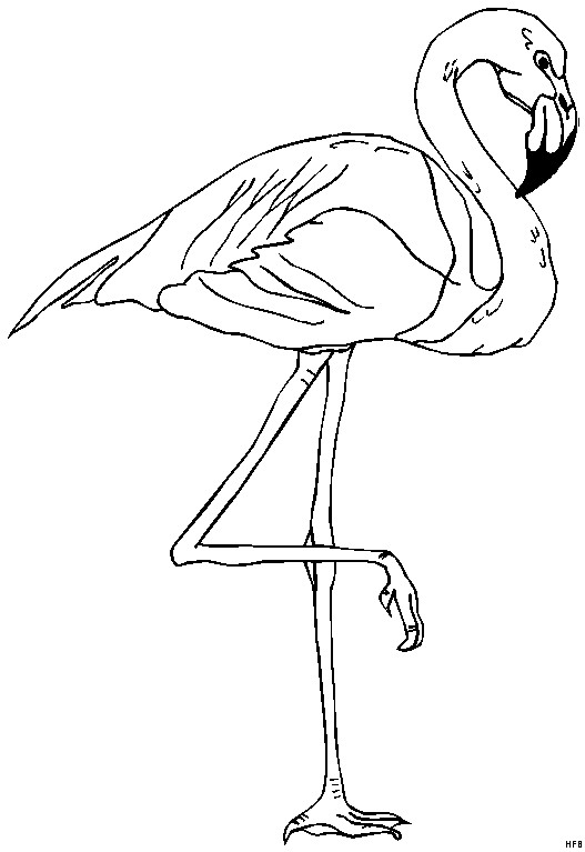 Flamingo Ausmalbilder
 Flamingo Stehend Ausmalbild & Malvorlage Tiere