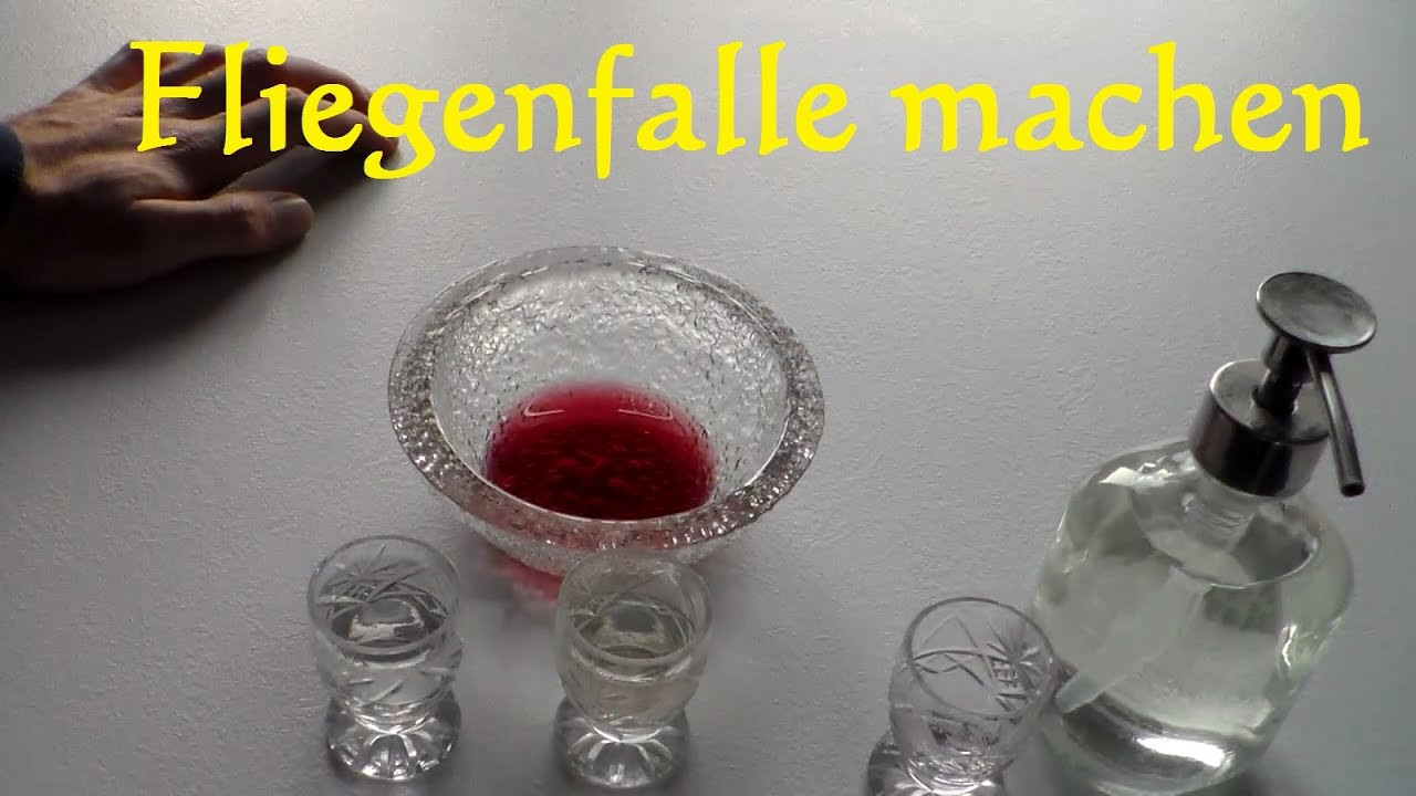 Fliegenfalle Diy
 Fruchtfliegenfalle Selber Machen der gute tipp