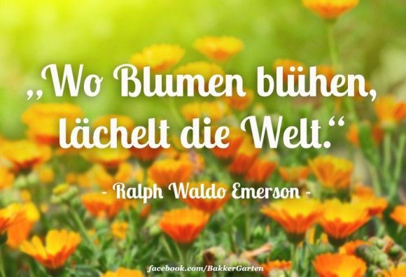 Geburtstag Blumen Spruch
 Blumen Spruch des Tages flower quotes