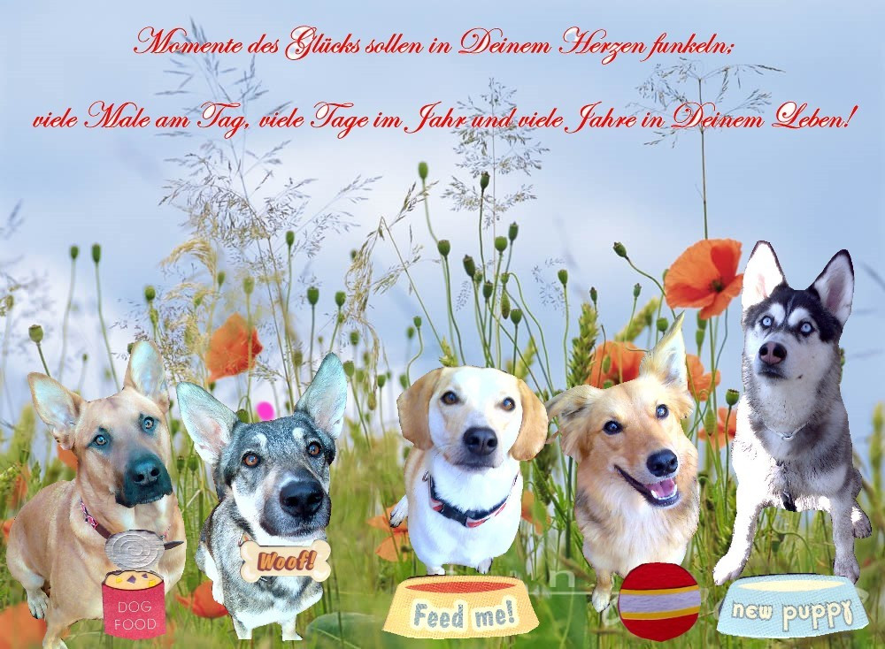 Geburtstagsbilder Hunde
 Alles Gute zum Geburtstag wünscht Saskia´s Zoo Foto & Bild
