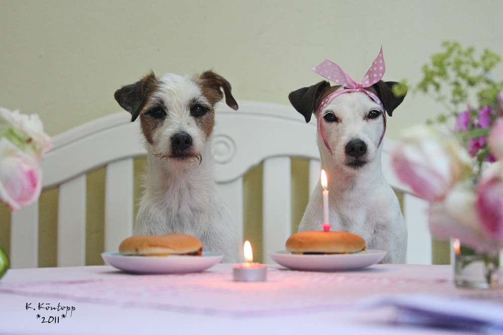 Geburtstagsbilder Hunde
 Zum Geburtstag viel Glück