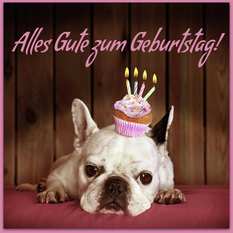 Geburtstagsbilder Hunde
 Hunde mit einem Mini Geburtstagskuchen Alles Gute zum