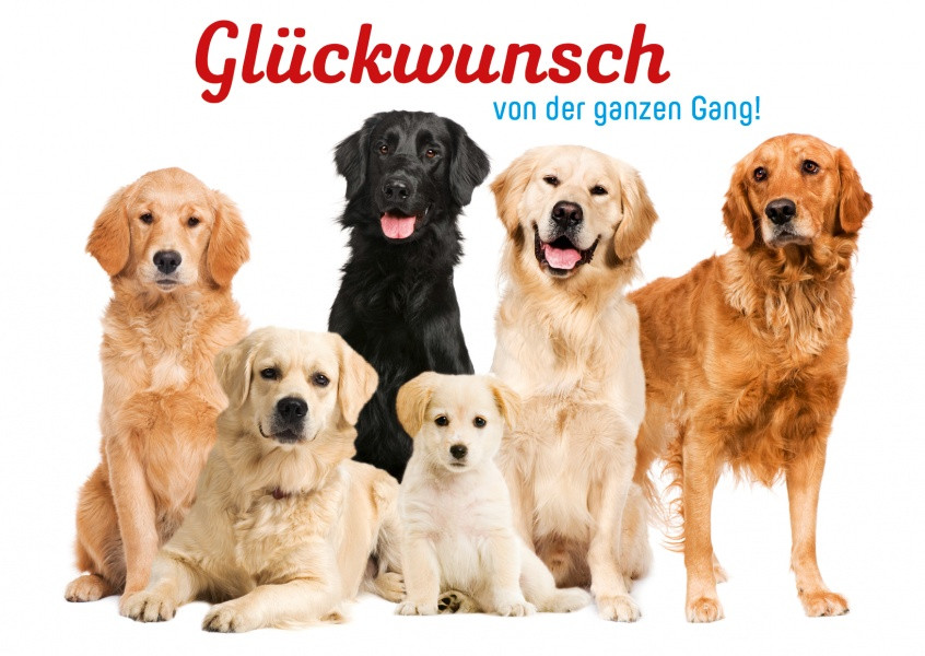 Geburtstagsbilder Hunde
 Glückwunsch von der ganzen Gang