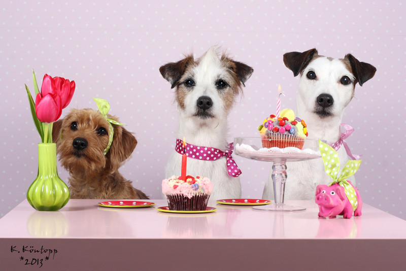 Geburtstagsbilder Hunde
 Mein liebster Nödelhund hat Geburtstag …