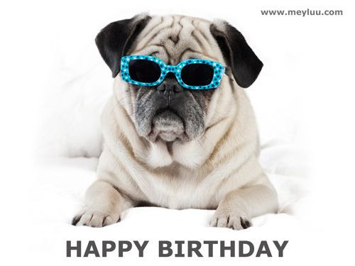 Geburtstagsbilder Hunde
 Tierische Geburtstagsbilder kostenlos online teilen