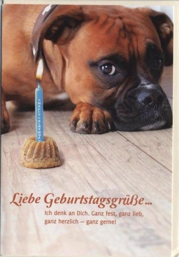 Geburtstagsbilder Mit Hund
 Schöne Geburtstagskarte Liebe Geburtstagsgrüße Hund und
