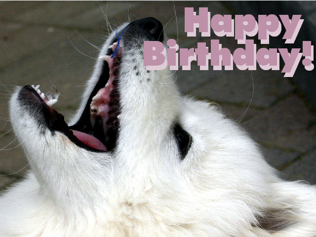 Geburtstagsbilder Mit Hund
 Kostenlose Grusskarte zum Geburtstag selbst ausdrucken