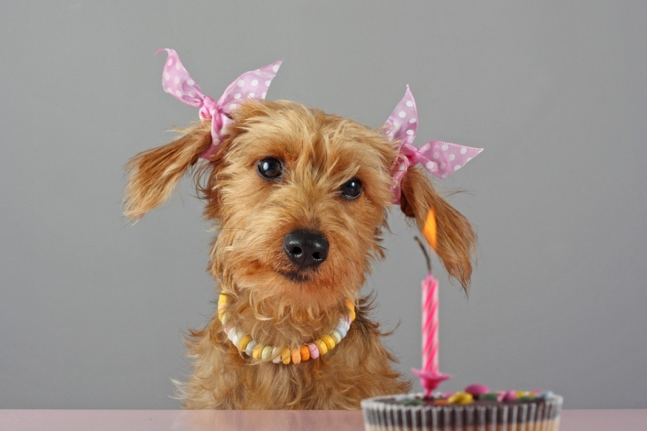 Geburtstagsbilder Mit Hund
 Ellis erster Geburtstag Tiere