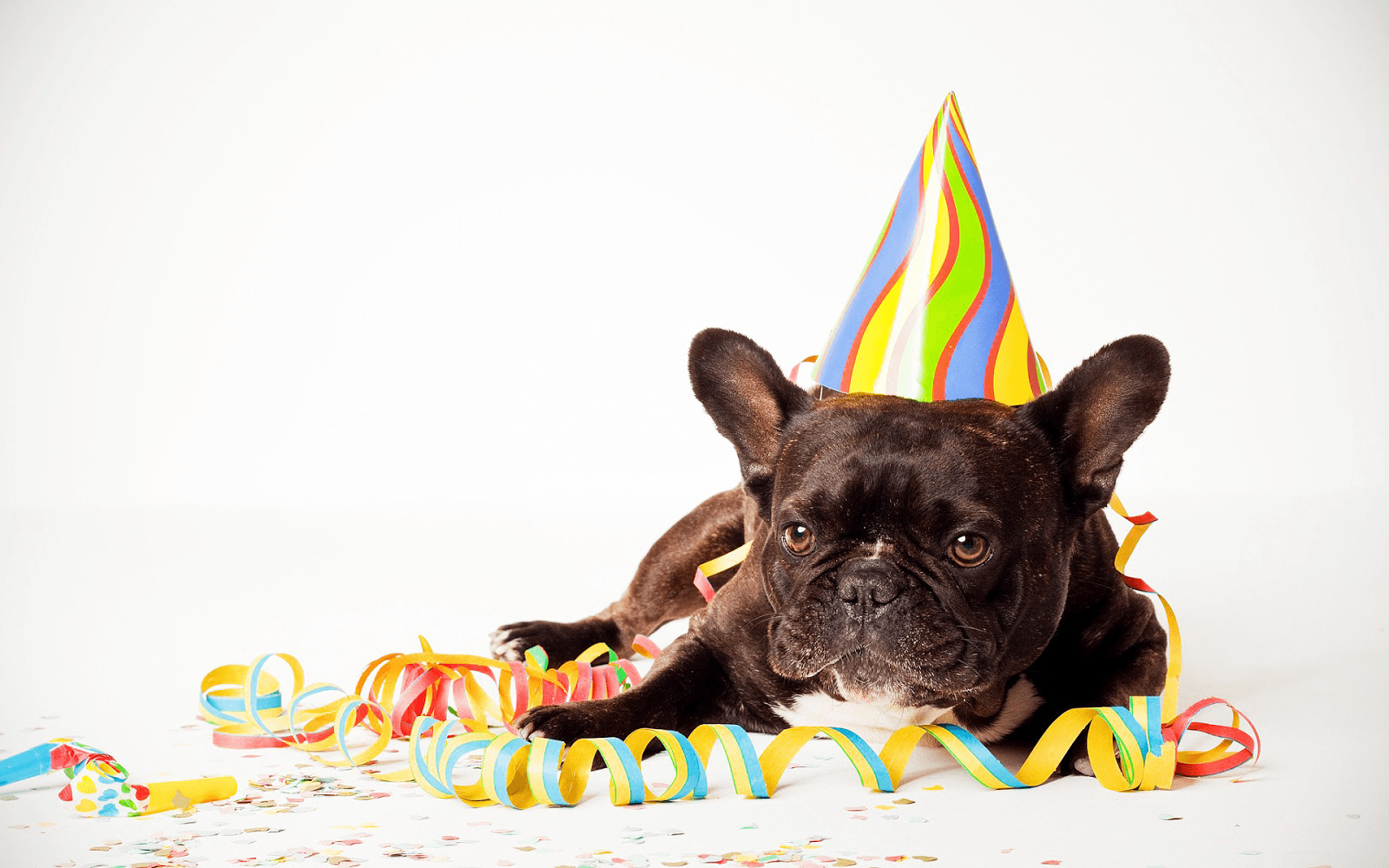 Geburtstagsbilder Mit Hund
 HD Hunde hintergrundbilder