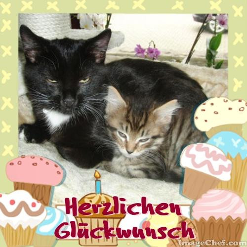 Geburtstagsbilder Mit Katzen
 Geburtstagsbilder Katzen