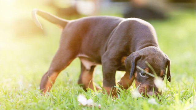 Geburtstagsgedichte Für Hunde
 Giftige Pflanzen für Hunde Gefahr für Ihren Vierbeiner