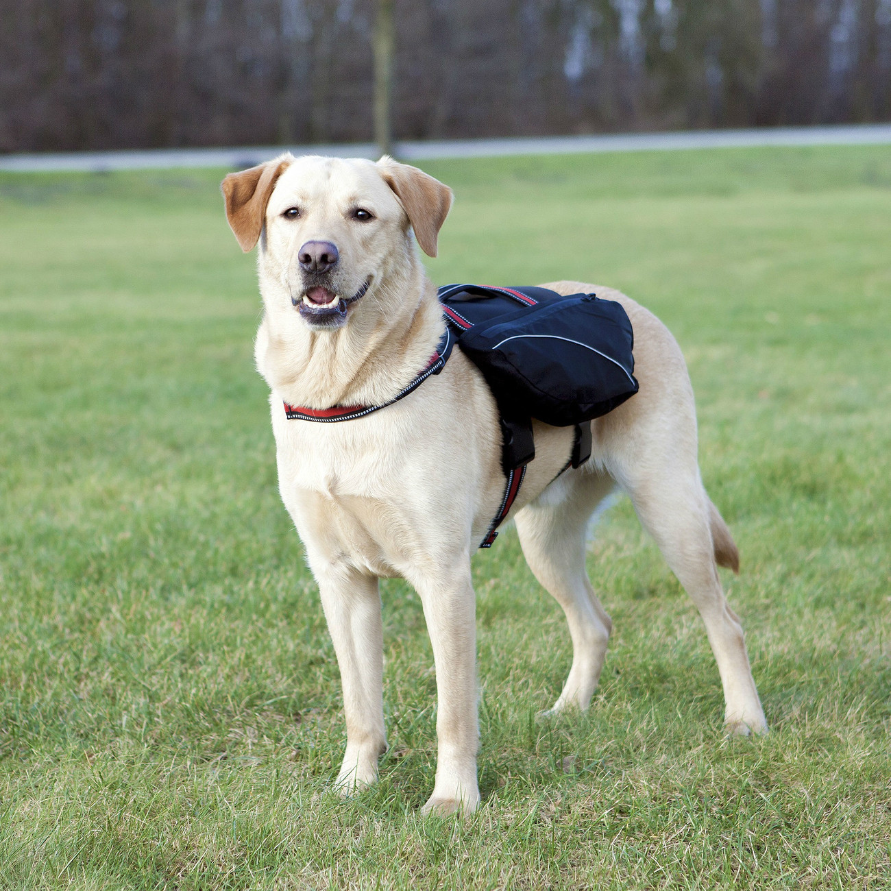 Geburtstagsgedichte Für Hunde
 Trixie Rucksack für Hunde von Trixie günstig bestellen