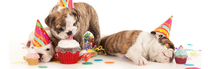 Geburtstagsgedichte Für Hunde
 Geburtstag Hund