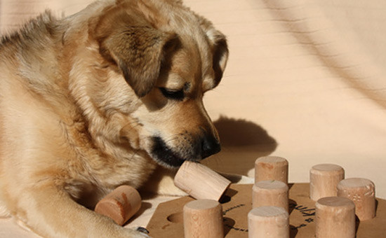 Geburtstagsgedichte Für Hunde
 Intelligenzspielzeug für Hunde