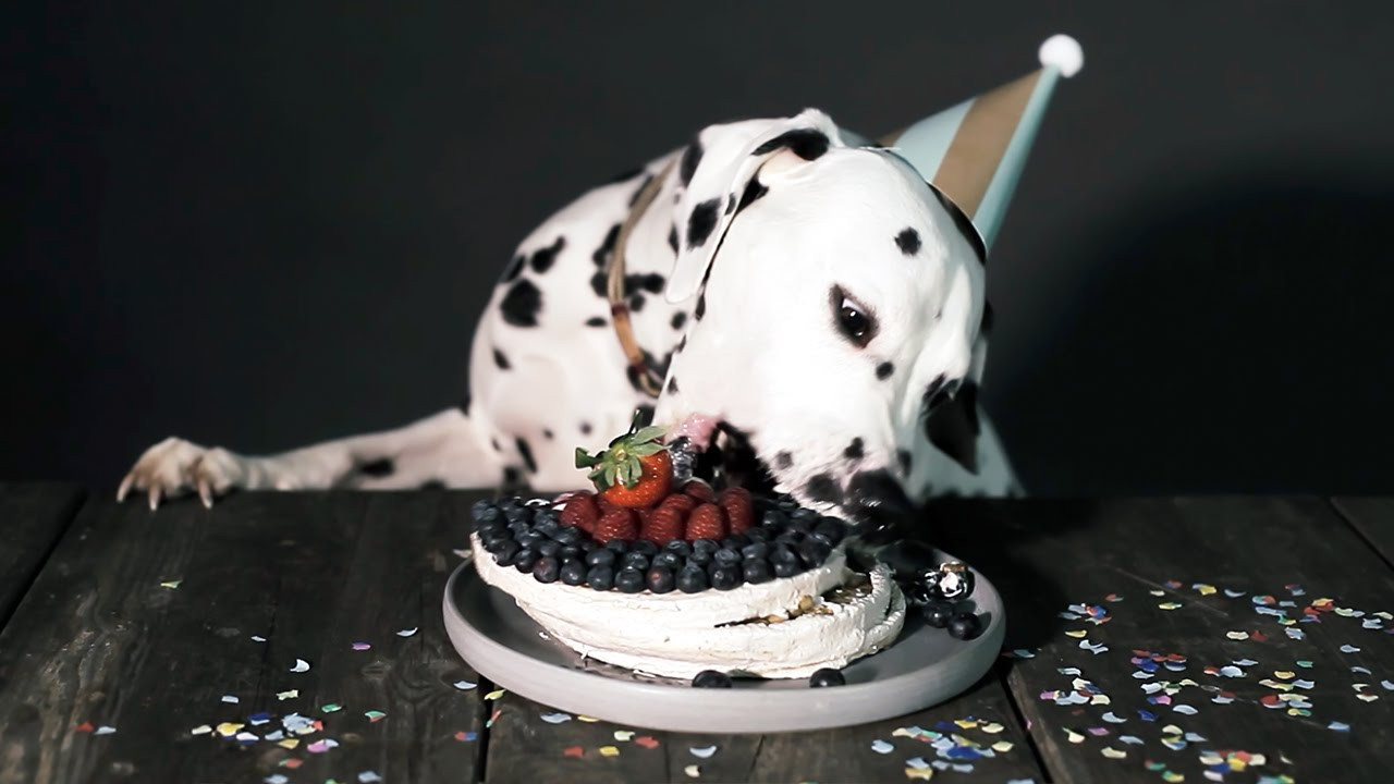 Geburtstagskuchen Hund
 Hund frisst Torte Die beste Hunde Torte zum Hunde