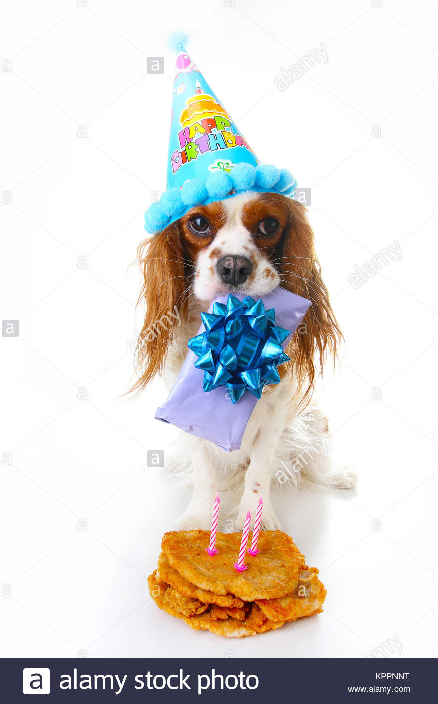 Geburtstagskuchen Hund
 Happy birthday Hund Foto Cavalier King Charles Spaniel