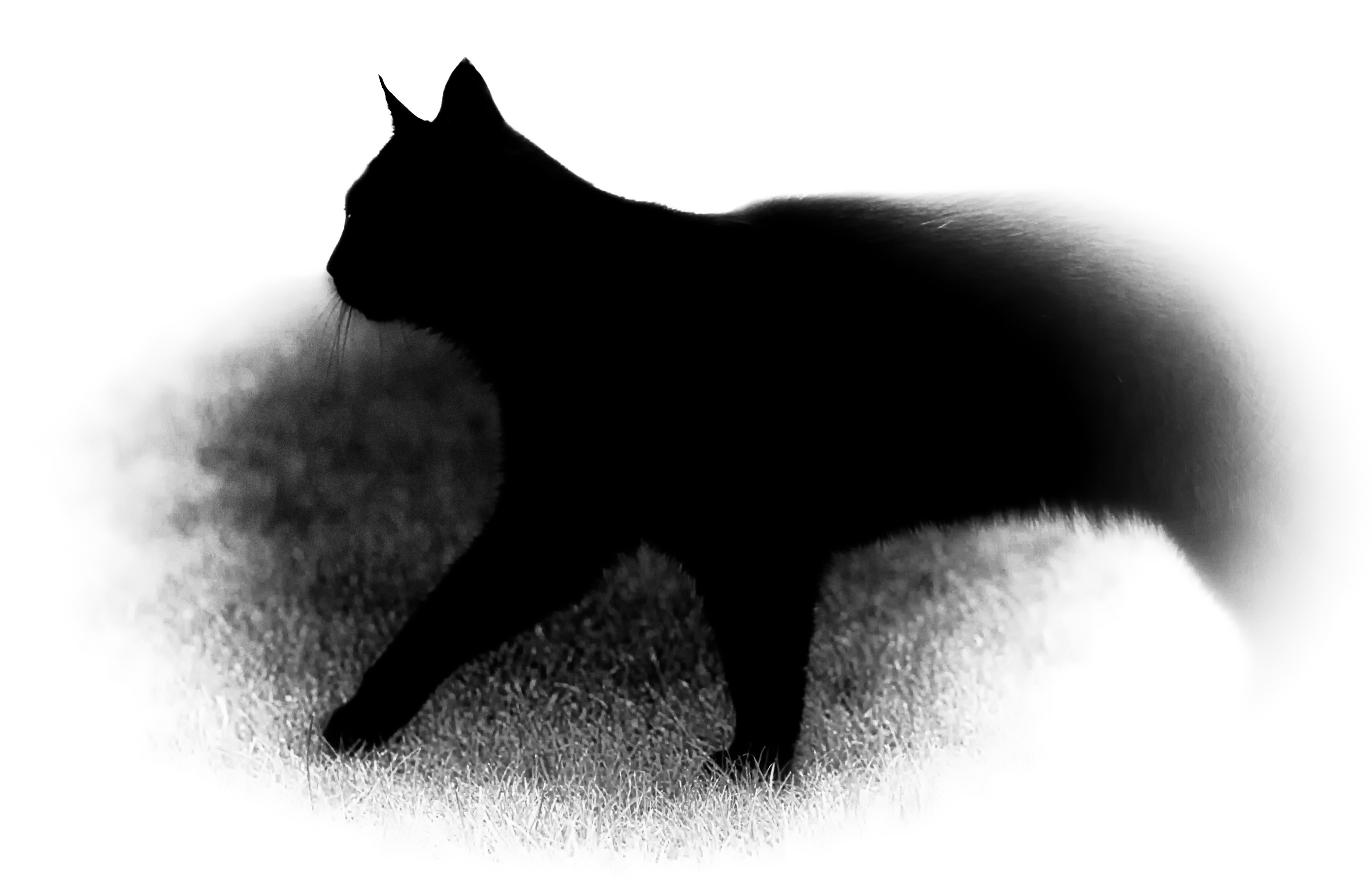Geburtstagskuchen Schwarz Weiß
 Ergebnis für Ein Katzenbild in schwarz weiß Der