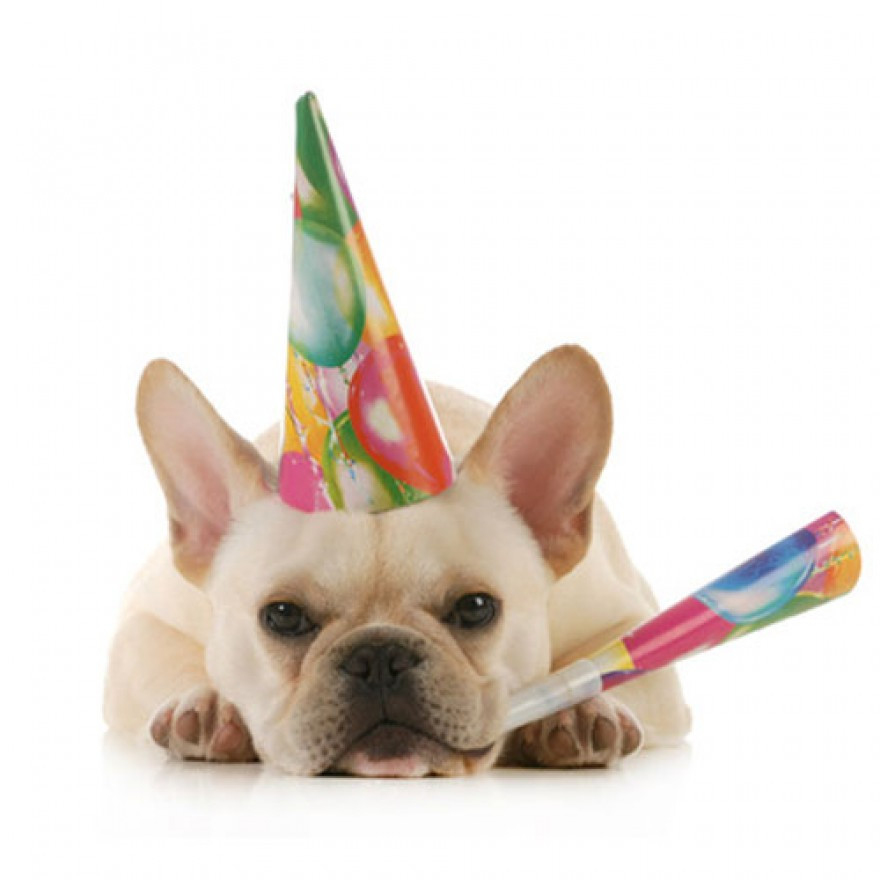 Geburtstagsparty
 Geburtstagsparty Überraschungsbox für 6 Hunde