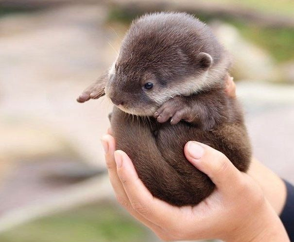 Geburtstagssprüche 20 Frech
 Süß knuffig und frech Die niedlichsten Tierbabys der Welt