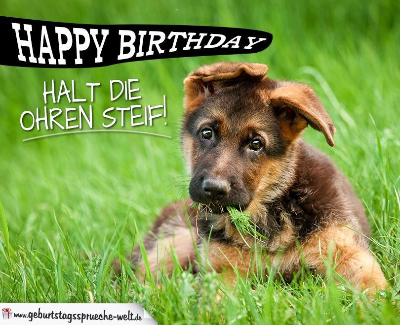 Geburtstagssprüche Für Hundeliebhaber
 Schöne Karte zum Geburtstag für Hundeliebhaber und dem