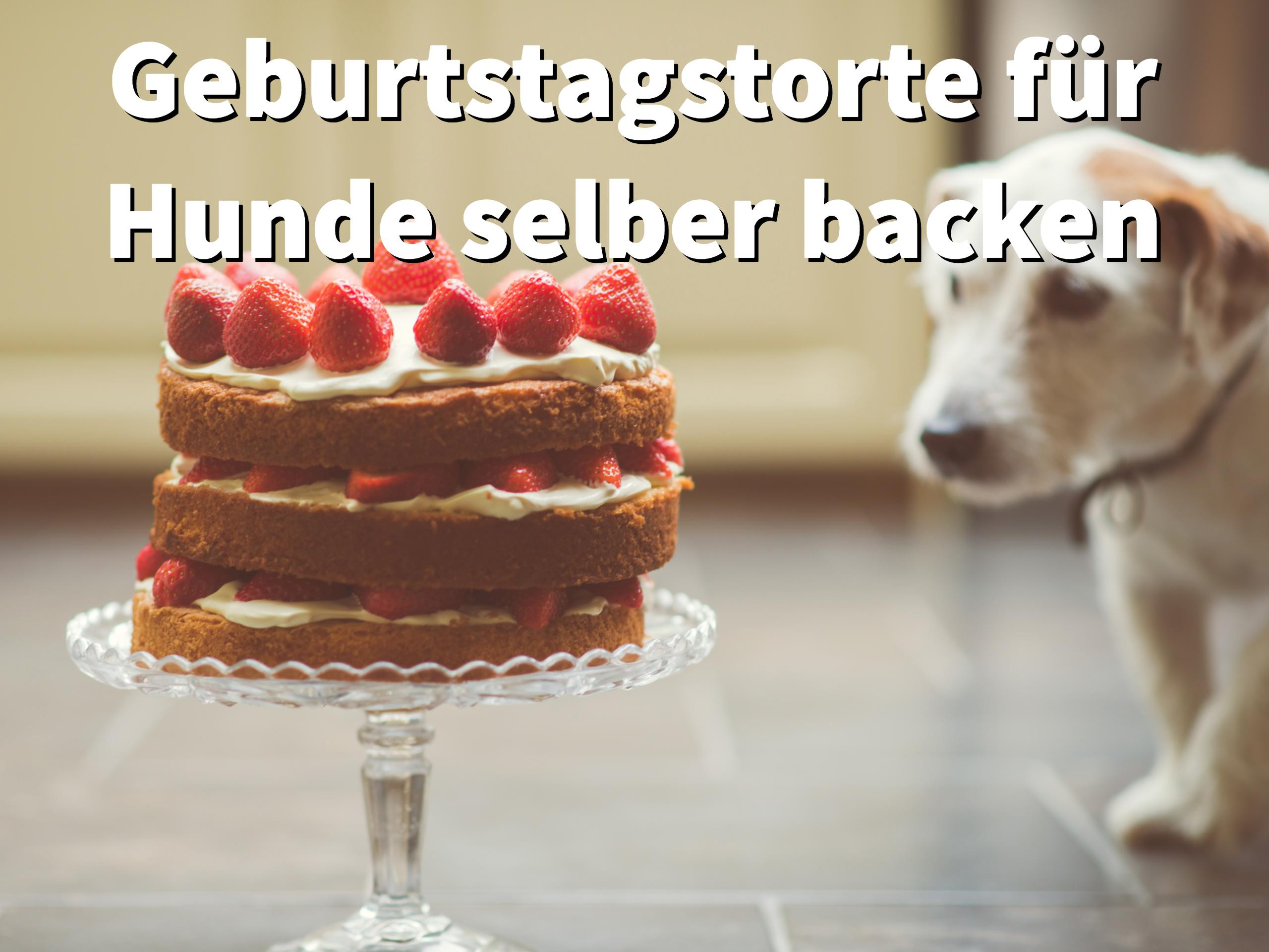 Geburtstagstorte Backen
 Geburtstagstorte für Hunde selber backen Rezepte ohne