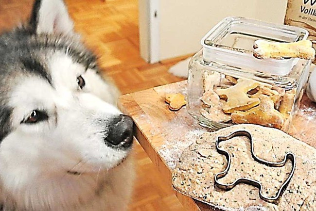 Geburtstagstorte Für Hunde Selber Backen
 Leckerlis für Hunde selber backen