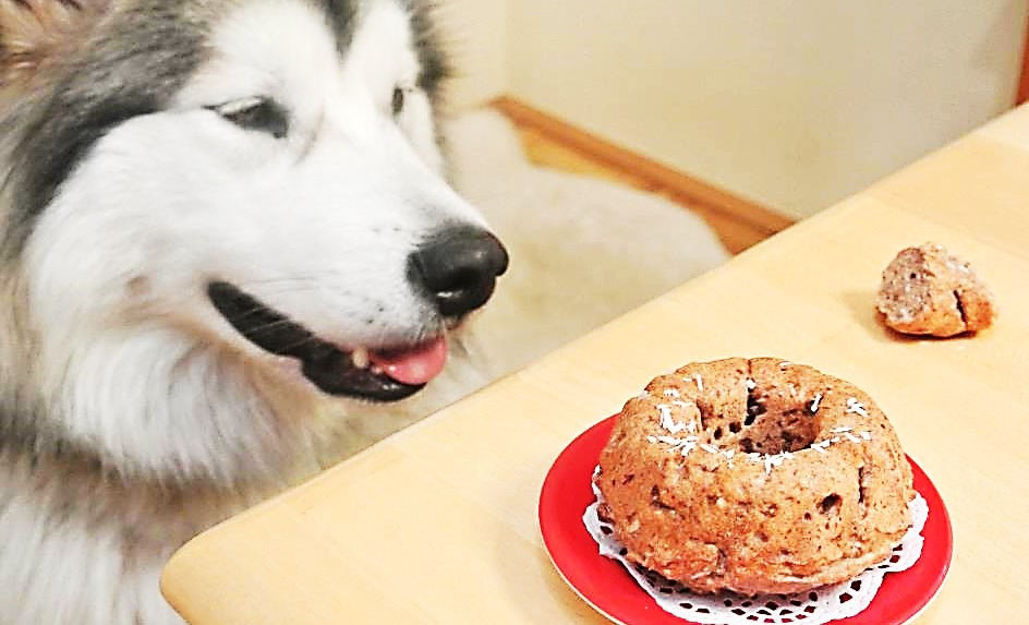 Geburtstagstorte Für Hunde Selber Backen
 Leckerlis für Hunde selber backen