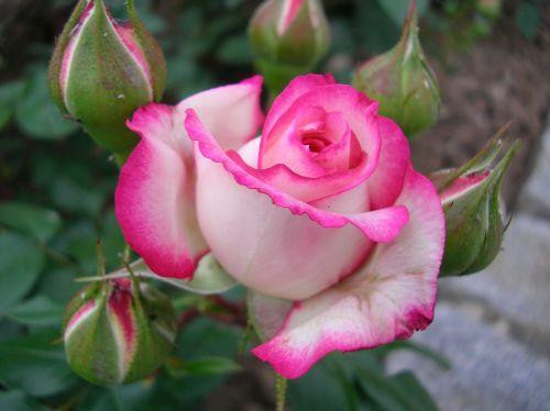 viewtopic t= &start=1590 Geburtstagswünsche Förmlich
Die Para svögel im Frühling Page 107 Mein