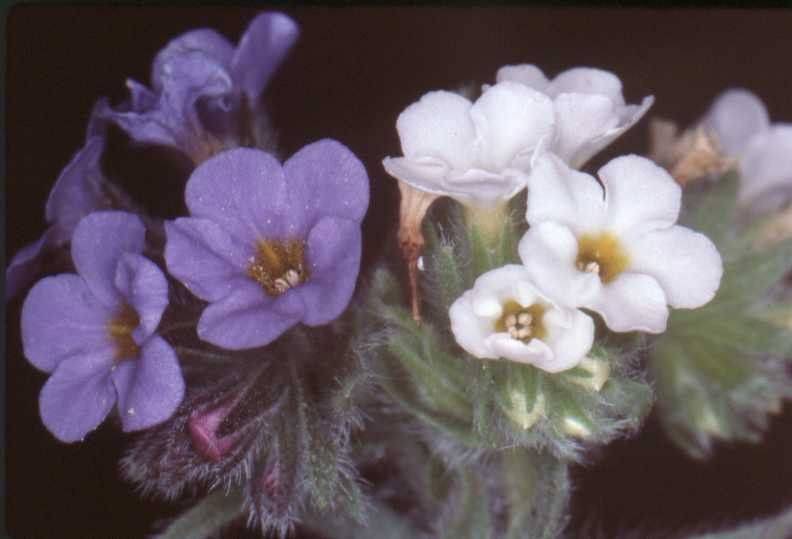 siz07 Geburtstagswünsche Förmlich
Reisebericht Sizilien 1999 Teil VII