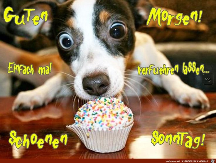 Geburtstagswünsche Hund
 Die besten 25 Geburtstagswünsche hund Ideen auf Pinterest