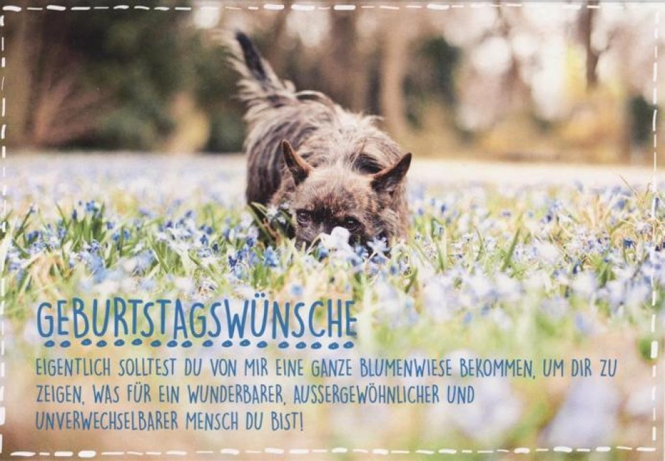 Geburtstagswünsche Hund
 Geburtstagskarte "Geburtstagswünsche" Hund in Blumenwiese