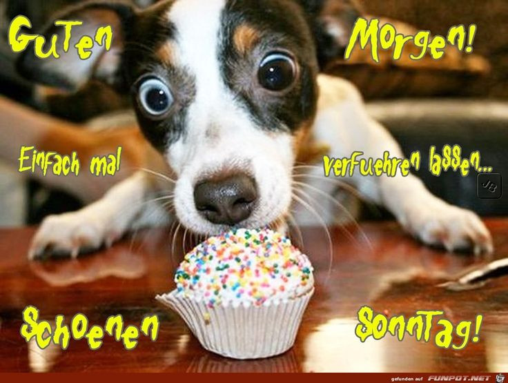 Geburtstagswünsche Hunde
 Die besten 25 Geburtstagswünsche hund Ideen auf Pinterest
