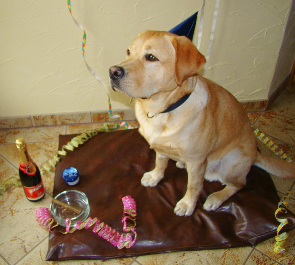 Geburtstagswünsche Hunde
 Zum Geburtstag Nur Das Beste