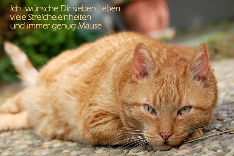 Geburtstagswünsche Katze
 Happy birthday liebe Astrid Foto & Bild