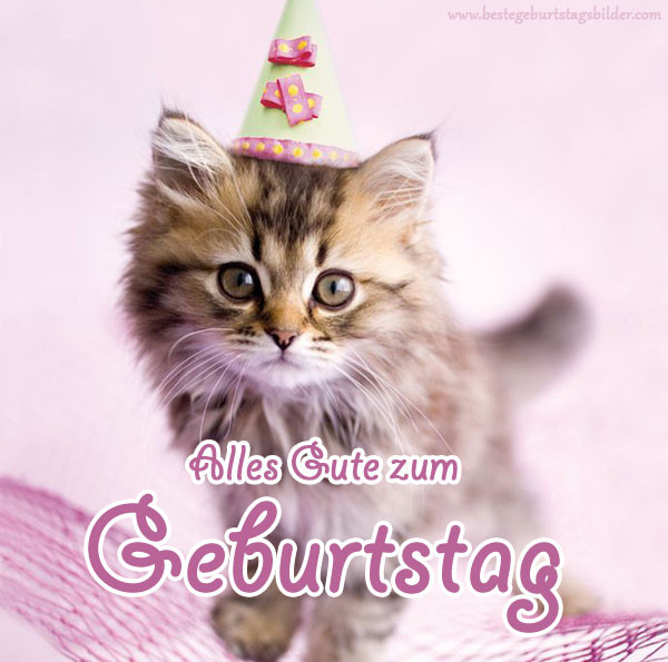 Geburtstagswünsche Katze
 Geburtstagsbilder mit katzen Beste Geburtstagsbilder