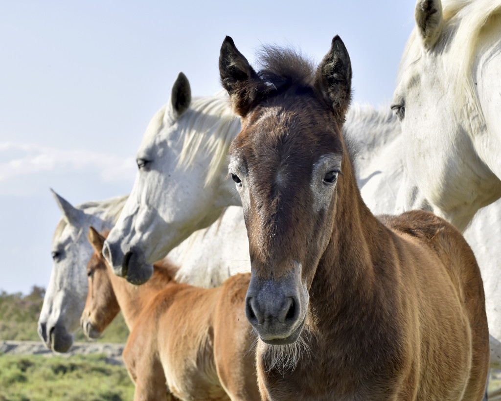 Geburtstagswünsche Mit Pferd
 Camargue Pferd – Pferderassen Steckbrief