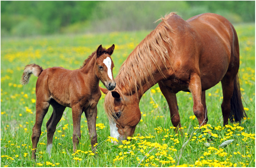 Geburtstagswünsche Mit Pferd
 Pferde & Ponys Strukturmüsli 15 kg Pferd