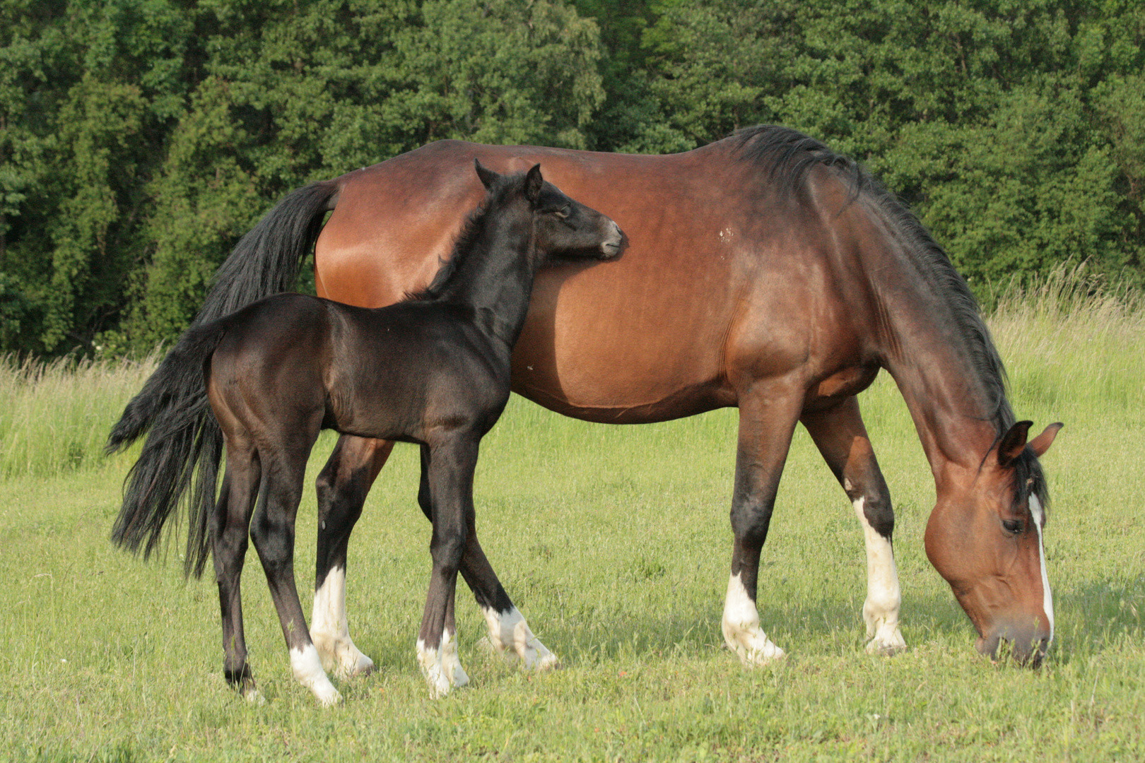 Geburtstagswünsche Mit Pferd
 Pferd mit Fohlen Foto & Bild