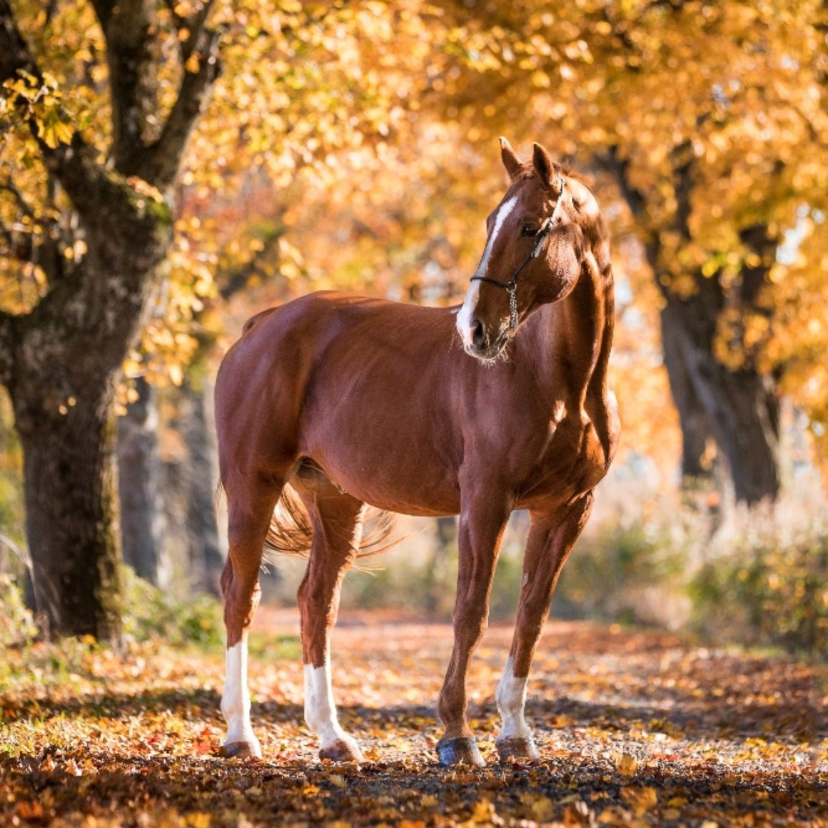 Geburtstagswünsche Mit Pferd
 Professionelle Pferdefotografie – Fotoshooting Pferd und