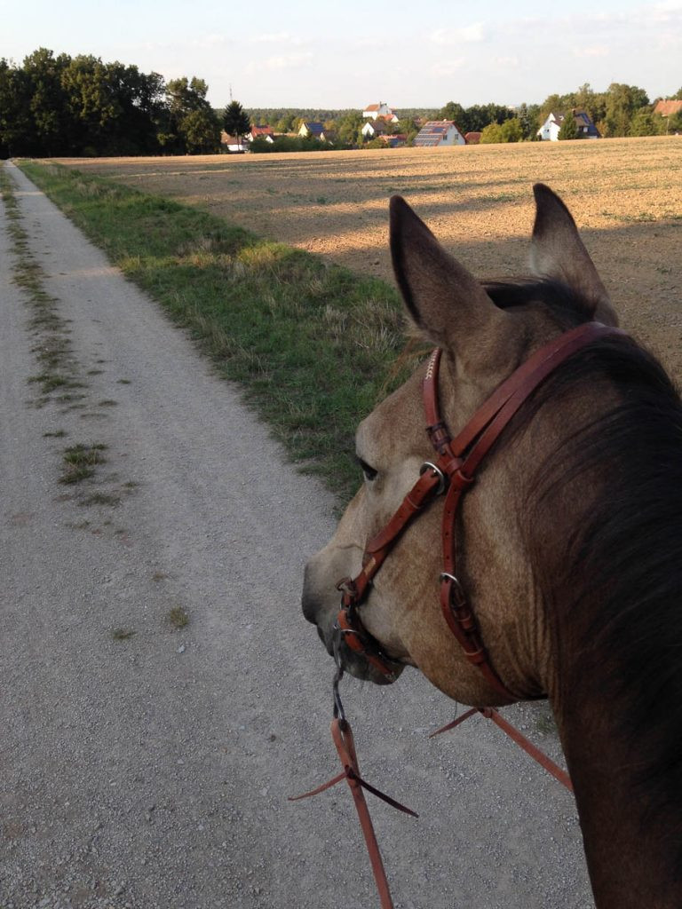 Geburtstagswünsche Mit Pferd
 Ausreiten so macht es auf dem Pferd richtig Spaß Tipps