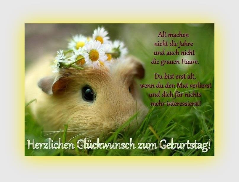 Geburtstagswünsche Tiere
 13 Bilder mit dem Tag hamster Alles Liebe zum Geburtstag