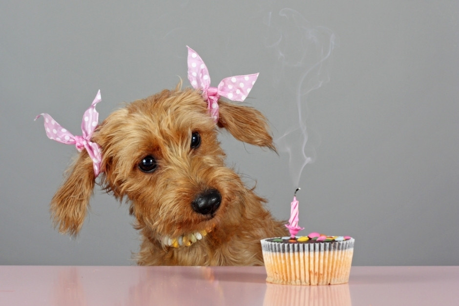 Geburtstagswünsche Tiere
 Bilder Geburtstag Tiere