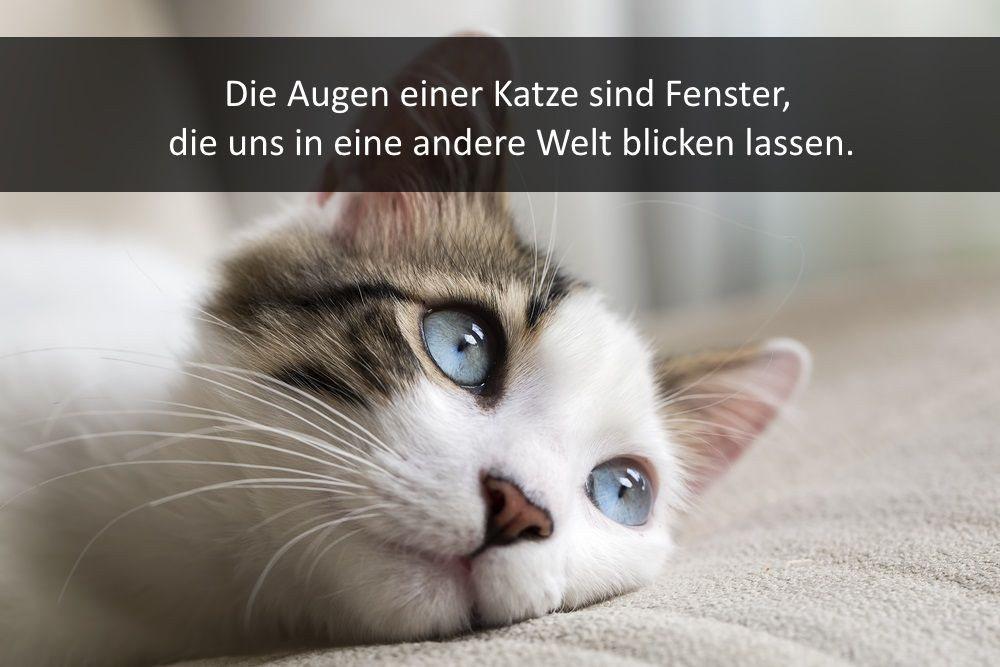 Geburtstagswünsche Tiere
 Pin von Clarissa von auf Pummi Pinterest