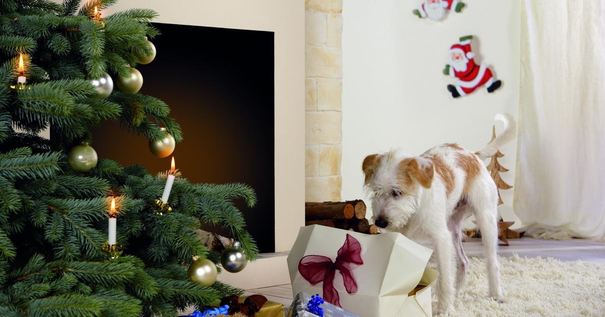 Geschenke Für Gärtner
 Weihnachten 24 tolle Geschenke für Gärtner Mein schöner