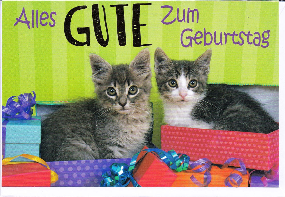 Geschenke Für Katzen
 Klappkarte zwei kleine Katzen Geschenke und alles Gute