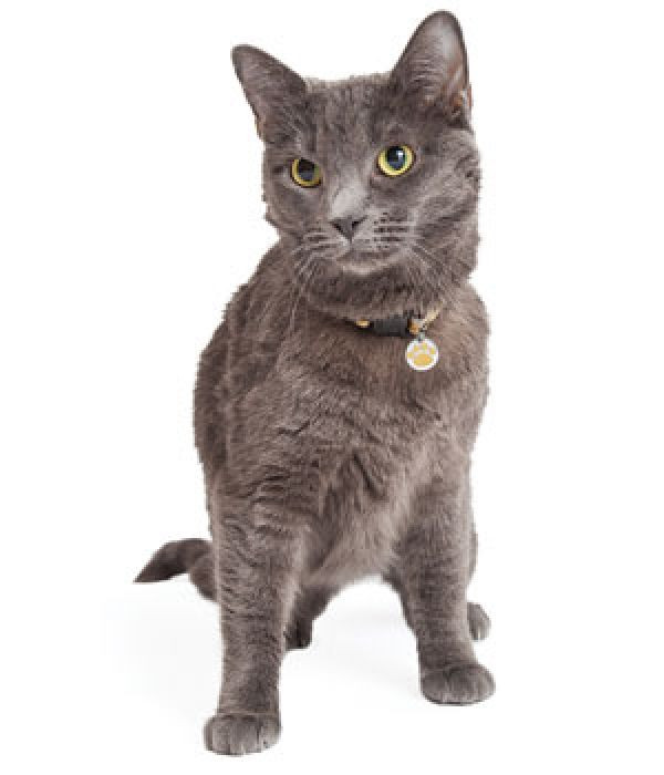 Geschenke Für Katzen
 Halsbandanhänger mit Gravur für Hunde und Katzen Pfote