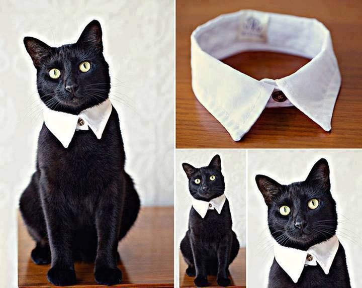 Geschenke Für Katzen
 How to DIY Easy and Classy Cat Collar from Old Shirt